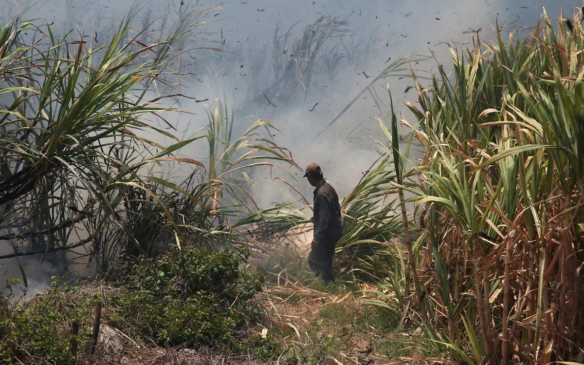 Periodo de zafra en El Higo será de tres en el norte de Veracruz 